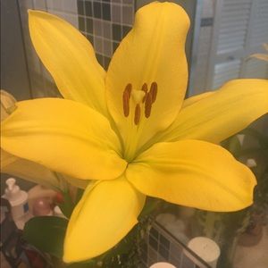 Meet your Posher, Ellen